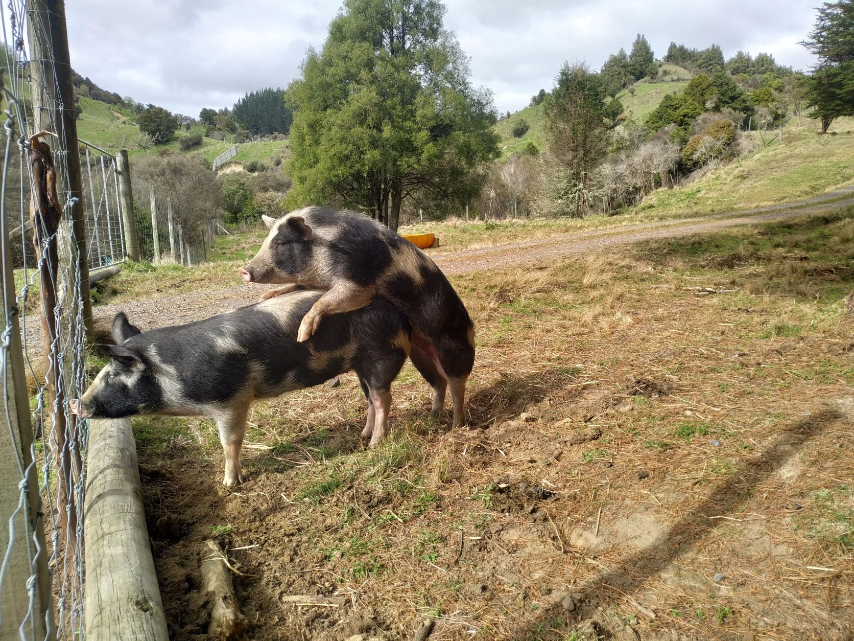 You are currently viewing Woofing in NewZealand- Woofing en Nouvelle-Zélande